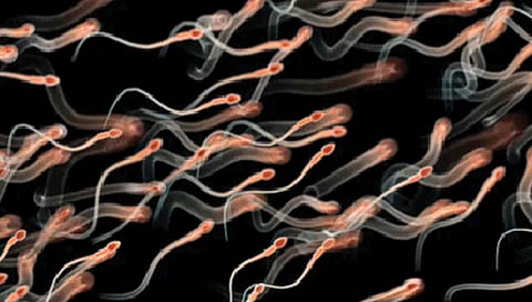 शुक्राणूंना पोहण्याची क्षमता देणार्‍या ‘लेगो प्रोटिन’च्या संरचनेचा अभ्यास