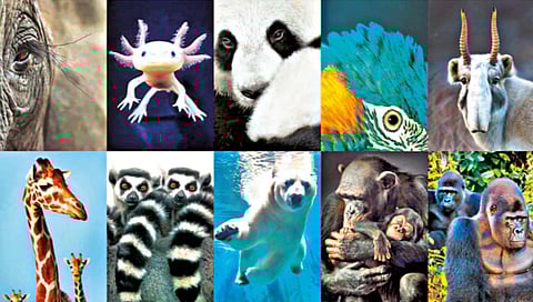 पर्यावरण : जीवसृष्टीच धोक्यात!