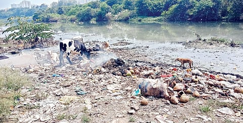 घंटागाड्या दारोदारी, तरीही कचरा रस्त्यांवरी! पुण्यातील स्थिती