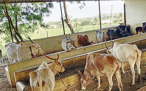 Pune News : ‘गोवंश गोवर्धन’ देणार गोशाळांना बुस्टर