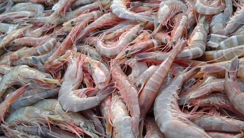 देवगडमध्ये ‘खाऱ्या पाण्यातील कोळंबी शेती’ विषयावर २७ ऑक्टोबरला एकदिवसीय परिषद