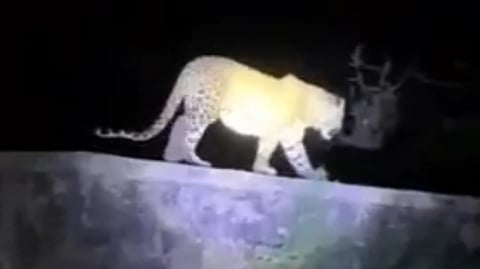 Pune News : पाझर तलावाच्या भिंतीवर बिनधास्तपणे फिरतोय बिबट्या