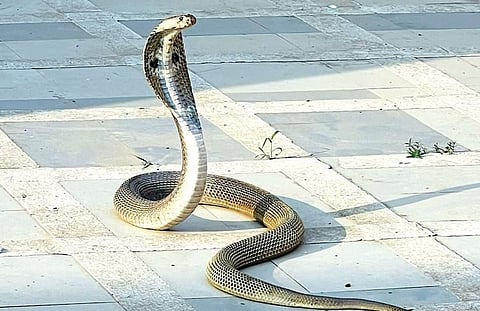 Swimming Pool : पुण्यात चाललंय तरी काय? जलतरण तलावात चक्क नाग अवतरला