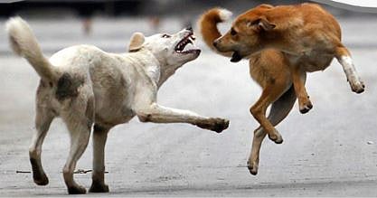 Pimpri News : शहरात वाढली श्वानांची दहशत