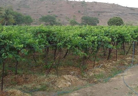 Pune News : बोरीतील सुमारे 100 एकर द्राक्षबागांचे नुकसान