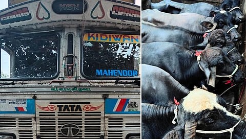 पिंपळनेर येथे म्हशींची तस्करी; दोन ट्रकसह २२ लाखांचा मुद्देमाल जप्त