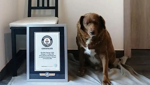 World’s oldest dog Died : जगातील सर्वात वृद्ध श्वानाचे निधन