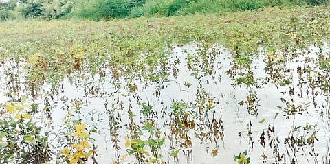 साकत : पावसाने सोयाबीन पिके पाण्यात; पाझर तलावाची भिंत खचली