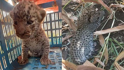 नाशिक: खर्डे येथे शेतात बिबट्याचे बछडे आढळले