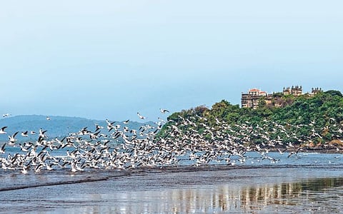 रायगडचे सागर किनारे परदेशी पक्ष्यांनी बहरले