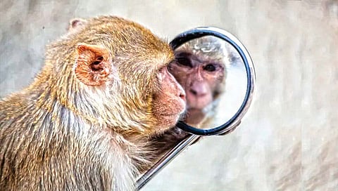 कोणत्या प्राण्यांना आरशातील आपली छबी ओळखता येते?