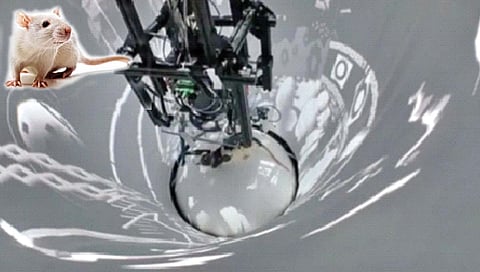 माणसाप्रमाणे उंदीरही करतात कल्पना!