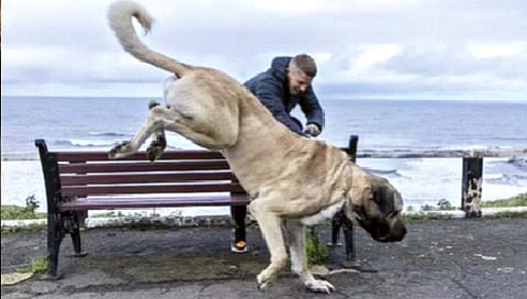 उंची 7 फूट, वजन 115 किलो; छोटा गजराज नव्हे, हा तर कुत्रा