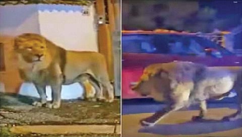 सर्कशीतून पळालेल्या सिंहाचा रस्त्यावर फेरफटका!