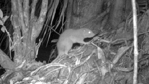 नारळही फोडू शकणारा दीड फूट लांबीचा उंदीर