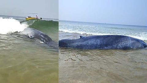 Baby Whale : अखेर ‘त्या’ व्हेल माशाचा मृत्यू
