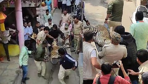 Nashik leopard : नाशिकच्या सिडकोत दोन बिबट्यांचा धुमाकूळ, एक जेरबंद