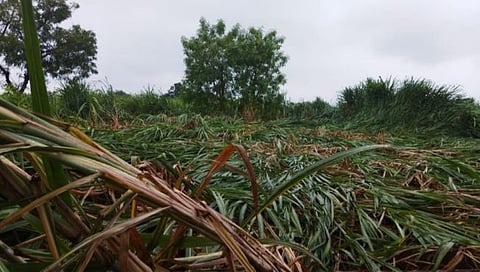 छ. संभाजीनगर : पैठण तालुक्याला अवकाळीचा फटका; आडुळ मंडळात सर्वाधिक नोंद