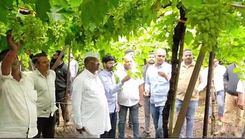 नाशिक: दिंडोरीत गारपीटीने द्राक्ष, कांदा, भात पिकांचे मोठे नुकसान