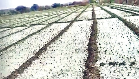 Nashik Unseasonal Rain : शेतात गारांचा सडा; कांदा, पपई, द्राक्षपिके भुईसपाट