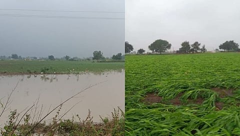 Hingoli Rain: हिंगोली जिल्ह्याला अवकाळीचा तडाखा, पिके पाण्याखाली