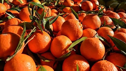 Katol Orange Processing Plant | 