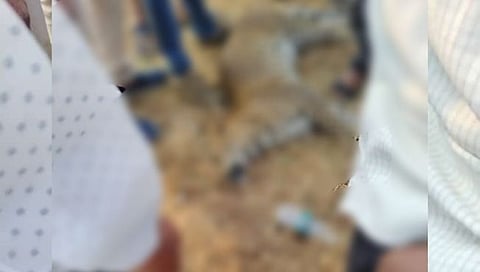 अमरावती : पोहरा जंगलात वाहनाच्या धडकेत बिबट ठार