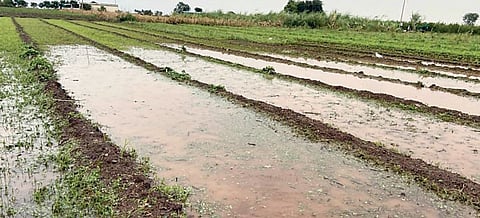 Pune : अवकाळीने 11 हजार हेक्टरवरील पिके बाधित