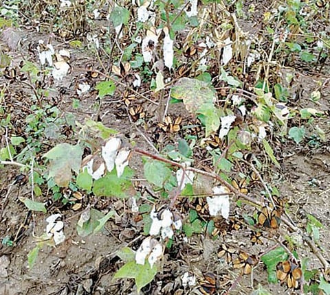 संगमनेरात 230 हेक्टरवरील पिकांचे नुकसान