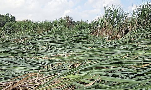 Pune : अवकाळी पावसाने शेकडो एकर ऊस भुईसपाट
