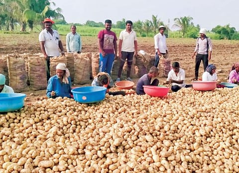 बटाट्याच्या दरात आणखी घसरण ; उत्पादक शेतकरी नाराज