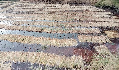 Pune news : भोरला काढणीस आलेल्या भाताला अवकाळीचा फटका