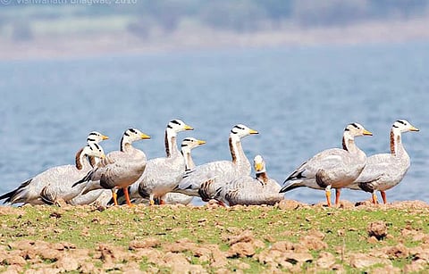 परदेशी पक्ष्यांच्या वाटेत जल प्रदूषणाचा अडथळा !