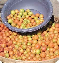 गावरान बोरांची आंबट-गोड चव झाली दुर्मीळ!