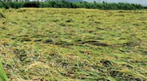 Pune News : पावसामुळे खरिपातील पिकांचे नुकसान