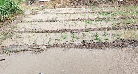 सतरा हजार शेतकर्‍यांना अवकाळीचा फटका