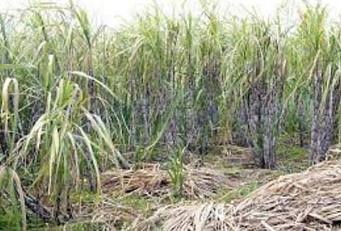 Pune News : ऊस उत्पादकांना येणार सोन्याचे दिवस