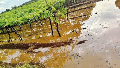सांगली : द्राक्षशेती उद्ध्वस्त होण्याच्या मार्गावर; दरवर्षी दोन हजार कोटींचा फटका