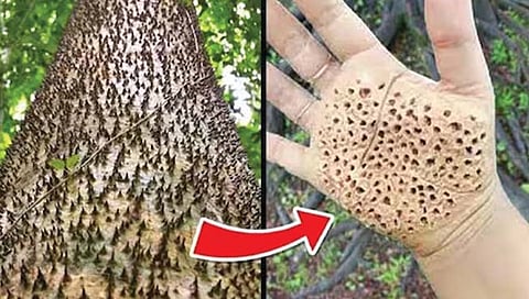 ग्रेनेडसारखी फळे देणारे झाड!