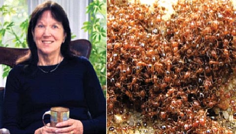 आकाशातून खाली कोसळली; मुंग्यांमुळे बचावली!