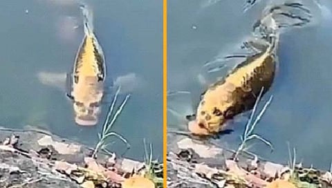 माणसासारखा चेहरा असणारा मासा!