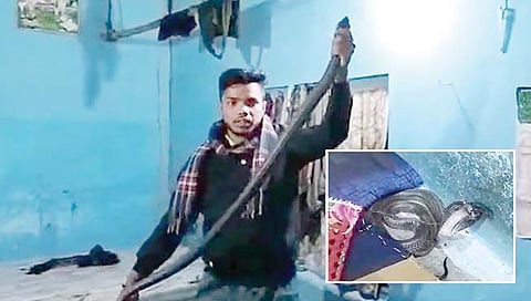 पतीच्या उशीजवळ होता सहा फुटांचा नाग आणि…