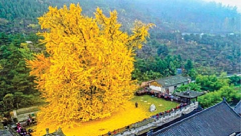 800 वर्षांपूर्वीचा डौलदार वृक्ष!