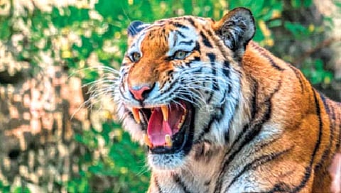 दोन महिलांचा मैत्रिणीसाठी वाघाशी पंगा!