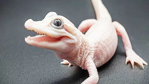 दुर्मीळ ल्युसिस्टिकचा जन्म!