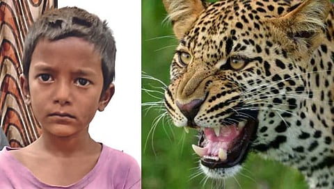Nashik Leopard Attack : प्रसंगावधान राखत मुलाने परतवला बिबट्याचा हल्ला
