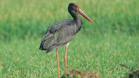 Black stork : युरोपच्या ‘ब्लॅक स्टॉर्क’ला नाशिकच्या कांद्याचा मोह