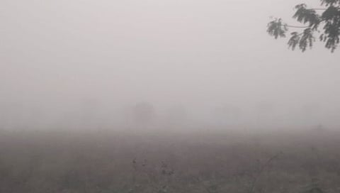 येवला शहर व परिसरात दाट धुक्याची चादर