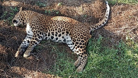Nashik Leopard News : मखमलाबादला आढळला मृत बिबट्या