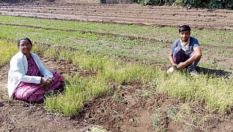 कुणी रोप देता का रोप? शेतकरी रानोमाळी शोधताहेत उन्हाळी कांद्याचे रोप